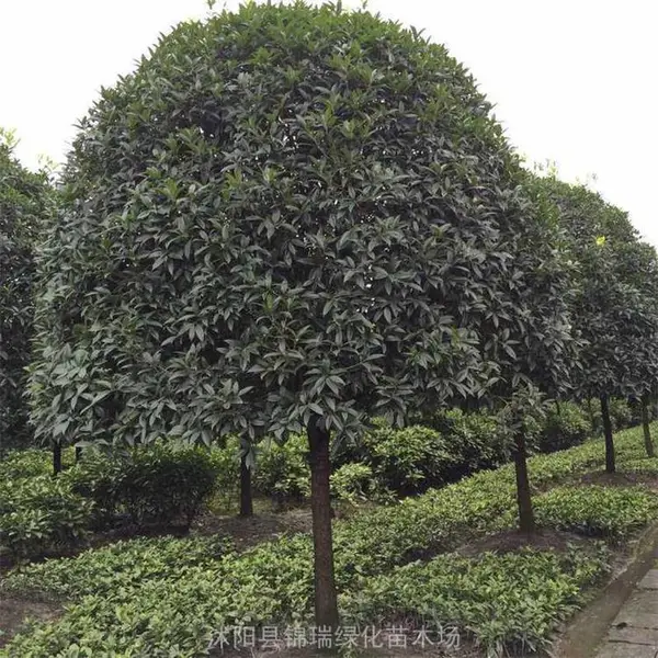 江苏/山东/河南 都从这批发桂花树苗 不仅低-品种还***