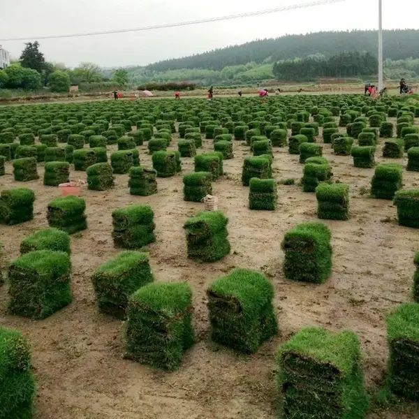 马尼拉草皮 江西鹰潭江河堤坝用的草地出售价格 草皮批发商