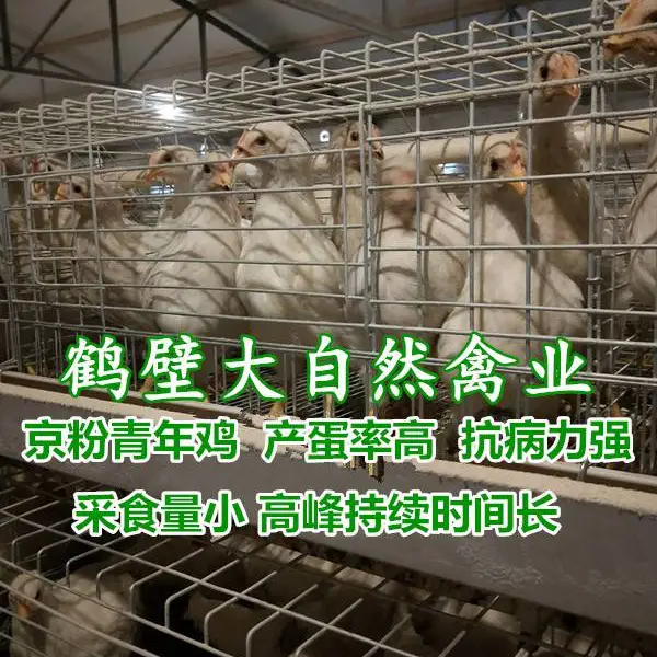 60日龄罗曼灰青年鸡厂家批发,大厂鸡苗,***到位,包九成产蛋