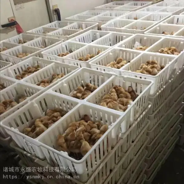 塑料鸡苗筐 雏鸡筐 小鸡苗周转箱 分格鸡苗箱厂家