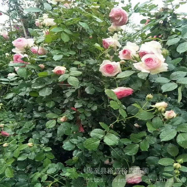 �����������¼�-��ǽΧ��-�໨�ڻƻ������¼�