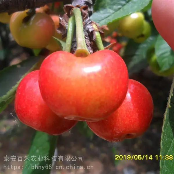 当年矮化樱桃苗的价格 当年樱桃苗多少钱 可盆栽大棚种植的 1-5公分樱桃树苗