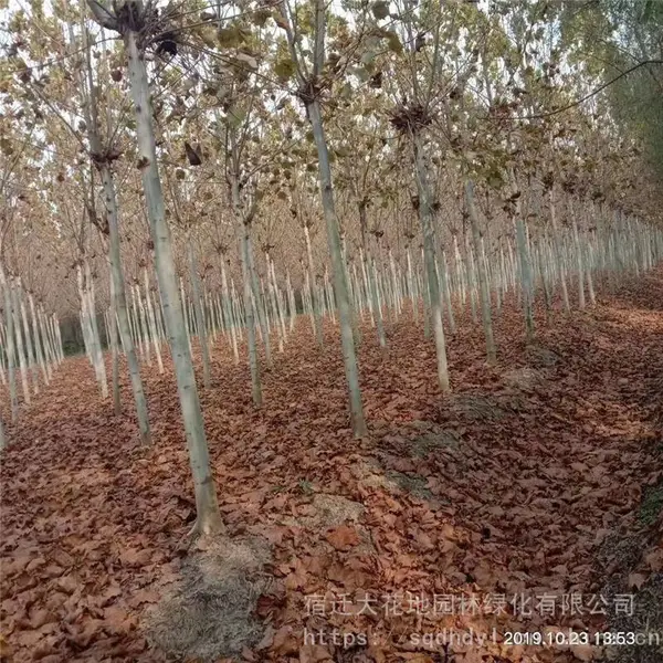 ��ͩ����۸� ������ͩ�۸�һ�� �ߴ�8-18����