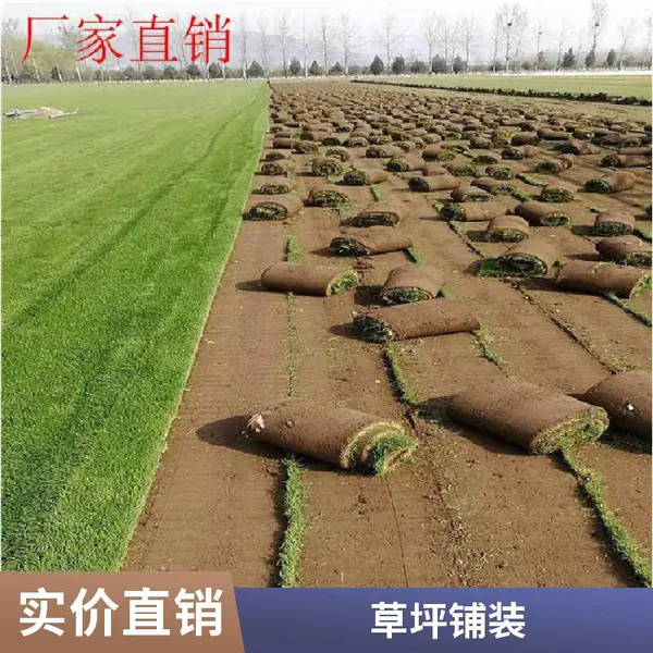 朝阳施工基地公园草坪铺装混播草坪屋顶花园绿化