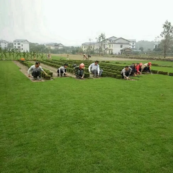 马尼拉草坪 湖北咸宁生态旅游景点绿化用的真草坪出售价格 哪里买