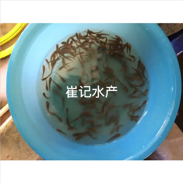 水产养殖淡水七星鱼苗_原蓝鲜活花星鱼苗_优质七星鱼苗批发供应