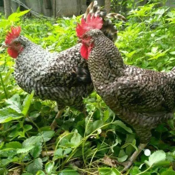 红芦花鸡苗 大种白芦花鸡苗 纯种芦花鸡 鸡苗孵化场