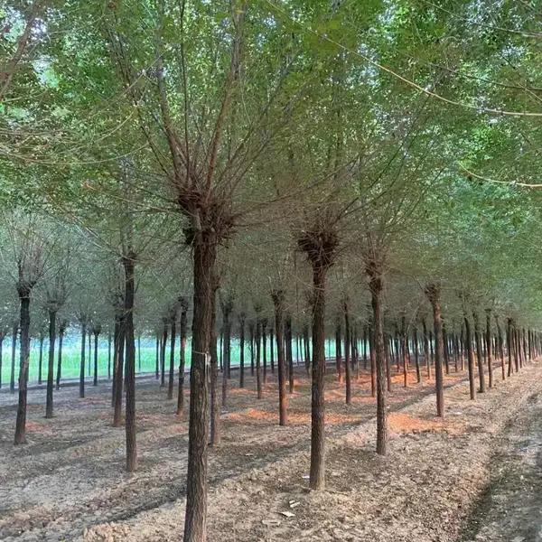 陕西宝鸡二乔苗木榆树小苗基地装车价格,5公分榆树苗厂家批发,榆树小苗产地报价
