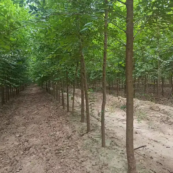 陕西安康二乔苗木榆树苗种植基地装车价格,5公分榆树苗厂家批发,榆树小苗产地报价