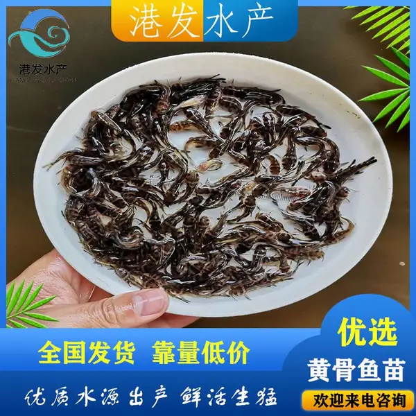 韶光优质黄颡鱼苗供应 黄辣丁鱼苗 黄骨鱼苗 少病害黄骨鱼苗