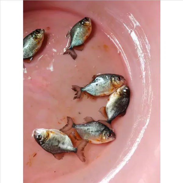 批量供应原蓝农业养殖优质淡水白鲳鱼苗_鲜活红鲳鱼苗