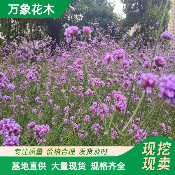 ����ľ ��Ҷ���޲� ϲ���� �ͺ�����ǿ ����Ч����