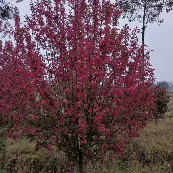 基地供应北美海棠苗 落叶观花小乔木 花色艳丽观赏性强 庭院工程用苗