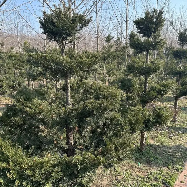供应树高1-4米精品东北红豆杉乔木,东北红豆杉批发