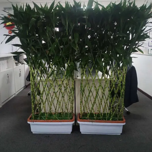 安贞花卉绿植出租 安贞办公花卉绿植租摆租赁