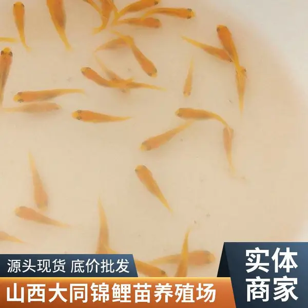 观赏鱼苗批发基地 山西大同朔州观赏鱼苗锦鲤鱼苗养殖场长期供货