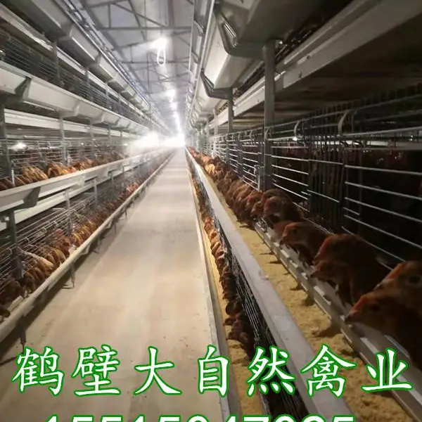 大午金凤青年鸡,红羽产粉壳蛋,产蛋性能稳定,淘汰鸡价值高