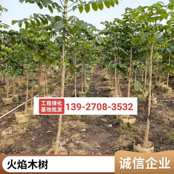 火焰木2-4公分容器苗育苗基地行道树市政道路绿化火焰树