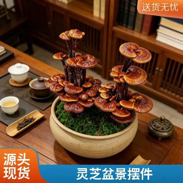 灵芝盆景批发 活体嫁接 中小型盆景灵芝摆件 室内摆件 产地直供