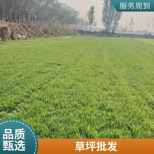 家庭花园绿化设计户外家庭庭院绿化户外草坪铺装海淀