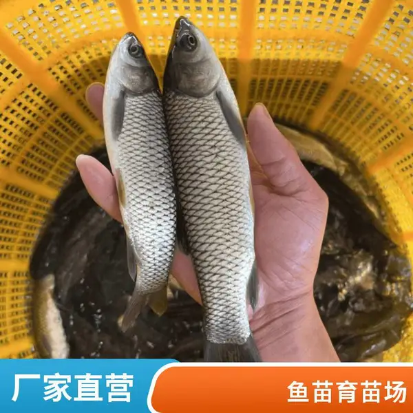 山东日照草鱼苗鲤鱼苗基地淡水鱼养殖专供规格全