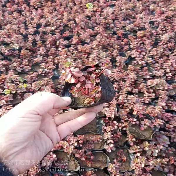 红景天***，红景天小苗，红景天盆栽苗