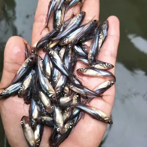 江门供应单性黄骨鱼苗正宗越南巴沙鱼苗桂花鱼苗