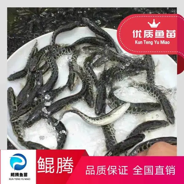 优质生鱼苗 黑鱼苗 优选乌鱼苗