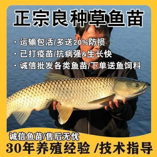 正宗精品优质长江大草鱼可长30斤鱼苗大规格皖鱼活体食用路亚特大
