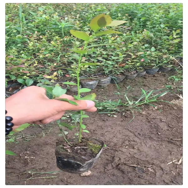润景直销蓝莓小苗 丛生蓝莓苗 优质 营养杯蓝莓苗