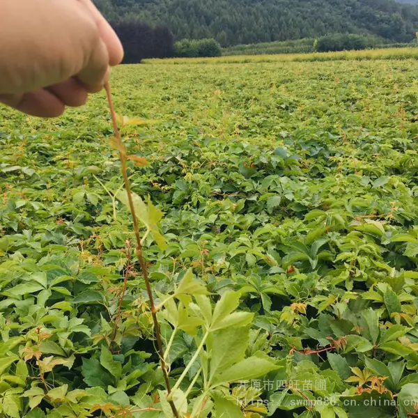 东北辽宁供应 五叶三叶地锦 爬山虎 爬藤植物