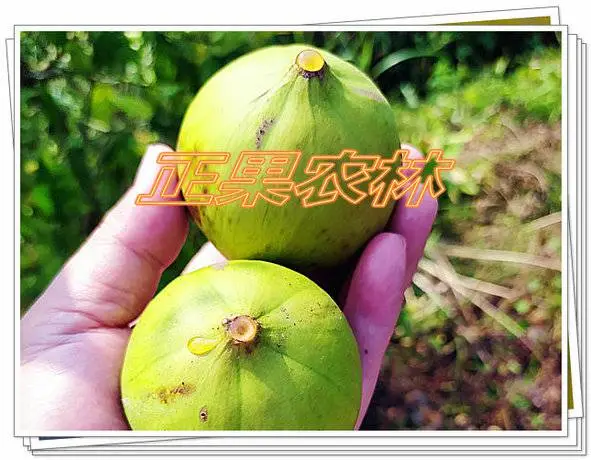 ��ͩ��ֲǰ��֪