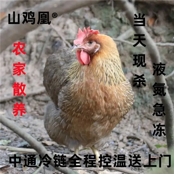 山鸡凰湛江鸡鸡肉 母鸡新鲜土鸡厂家直供现杀农家散养走地