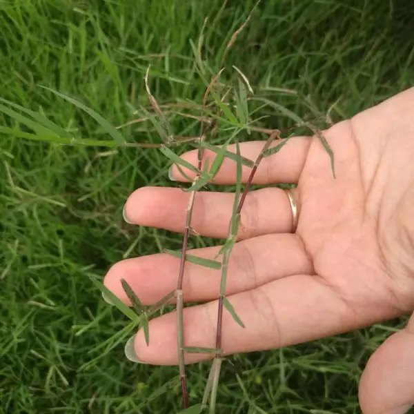成都汇美狗牙根草种籽 脱壳狗牙根草坪种子 包衣草坪草籽批发