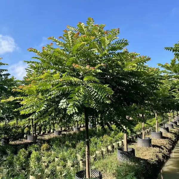 广州绿化精品麻楝假植苗12-13公分全冠苗工程绿化苗