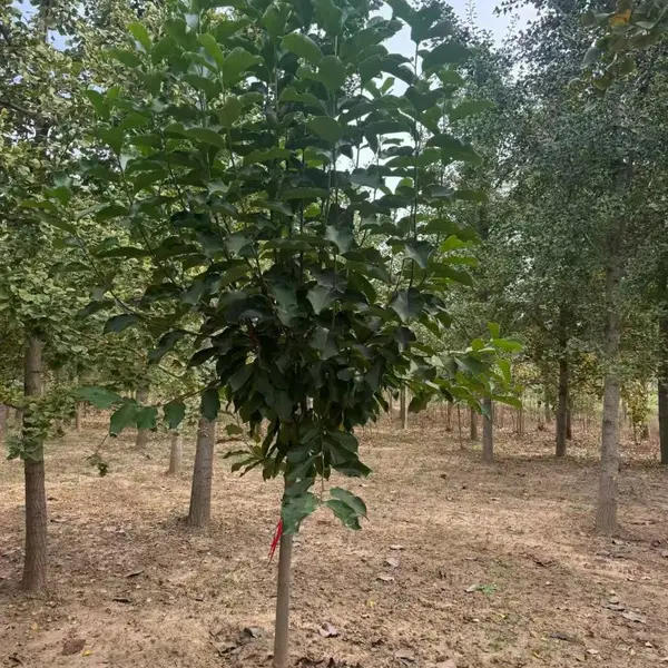 山东聊城莘县白玉兰生产基地批发出售,8公分红玉兰树苗厂家装车价格,玉兰树苗产地供应商报价