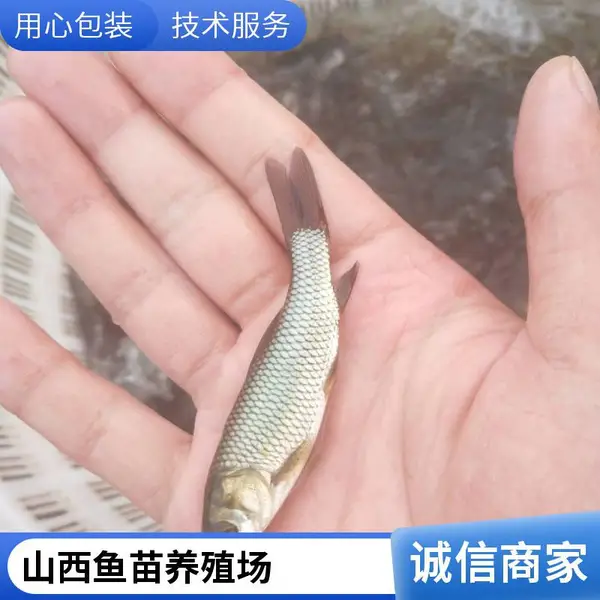 吕梁草鱼苗鱼种养殖基地晋中鲤鱼鱼苗批发万尾起订价格实在