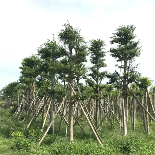 基地批发 细叶榄仁别名非洲榄仁 雨伞树 景区园林行道绿化防护庭荫树