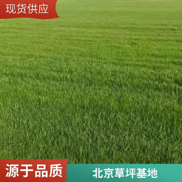 门头沟屋顶花园绿化小区草坪铺装施工批发屋顶阳台绿化早熟禾草坪