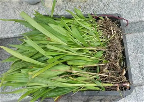 马鞍山白芨直播育苗技术黄山白芨种子种苗