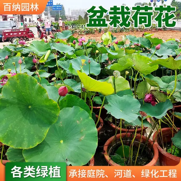 盆栽荷花供应 盆栽荷花 荷花品种*** 盆栽荷花技术咨询