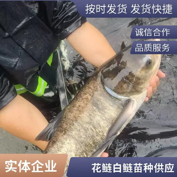 山东潍坊本地花鲢白鲢鱼苗养殖场 专业繁育 鱼苗规格全 发货快