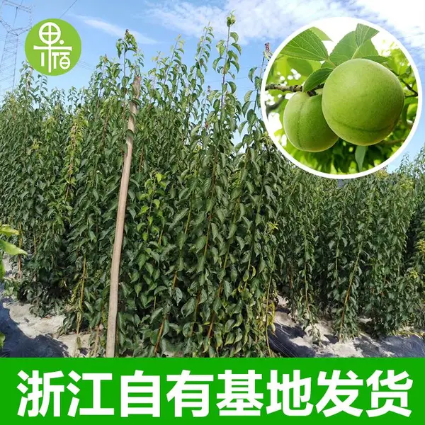 青梅苗大青梅嫁接苗改良新品二年可挂果酸梅苗1至4年生
