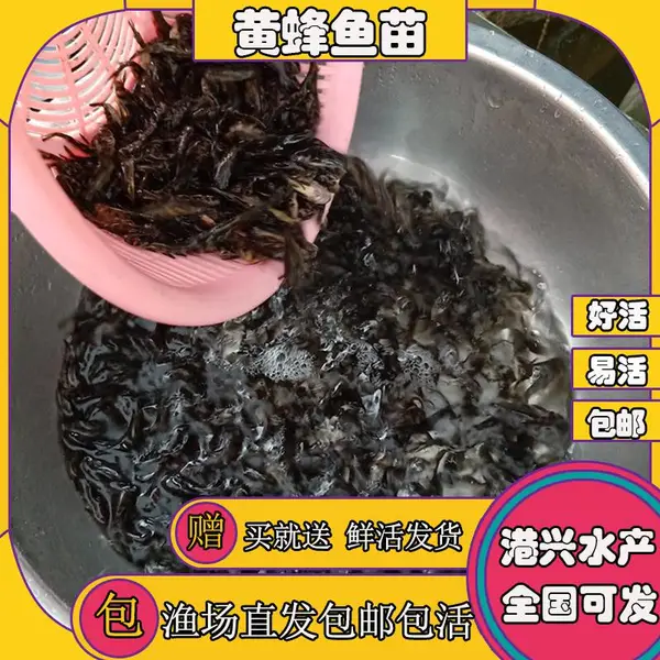 ���Ի������ ���Իƹ����� �ӽ��ƹ����� ������ �ƹ����ӽ�����