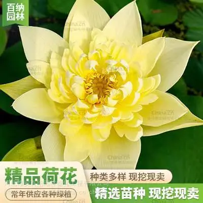 绿化湿地荷花苗厂家 特性绿化项目 芦苇苗 货源充足