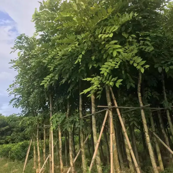 腊肠树基地直销-腊肠树袋苗基地直销-腊肠树袋苗产家