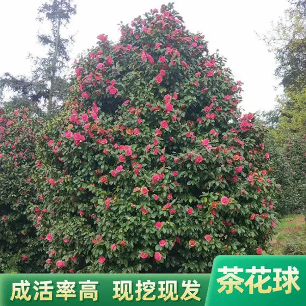 茶花球 茶花球批发 落地茶花球 四川茶花球销售