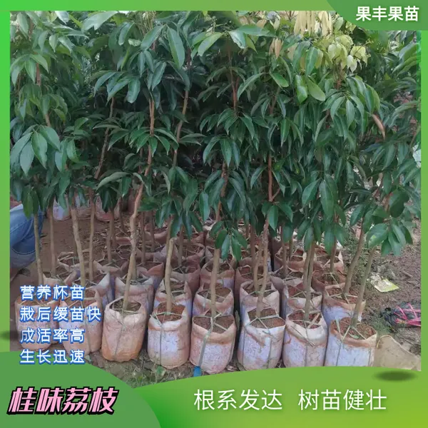 出售妃子笑 无核 桂味 仙进奉 冰荔 桂花香荔枝苗