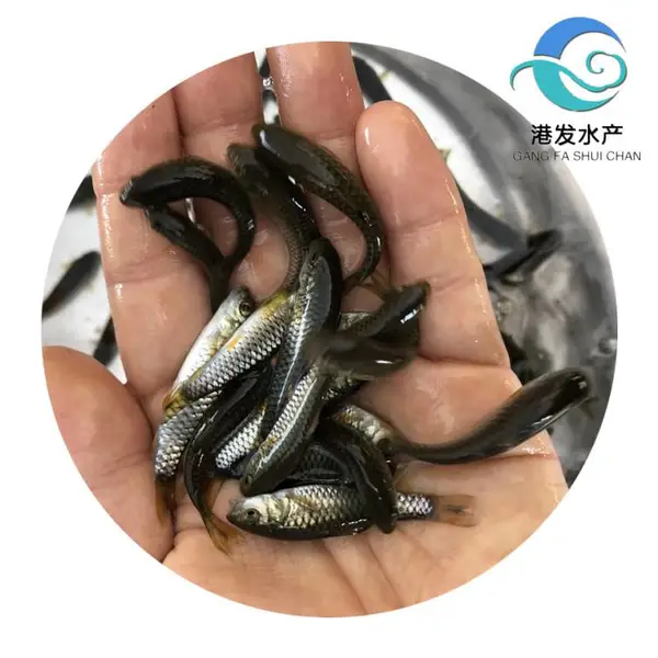 军鱼苗品质好 军鱼苗一尾价钱 公分苗养殖过程视频 青竹鲩鱼图片
