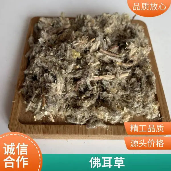 新货石荷叶、金线吊芙蓉、老虎耳中药材无熏硫无杂质中药材出售